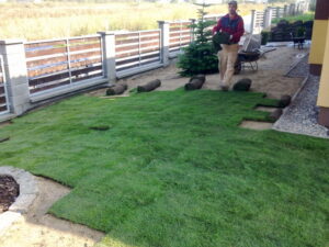 Někdo pokládá na zahradě role drnů a zakládá nový trávník. Plocha je částečně pokryta čerstvou zelenou trávou a další role drnů jsou vidět na zemi v blízkosti malé borovice a plotu.