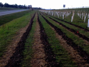 Řady mladých stromků vysázených podél travnatého svahu vedle silnice, kmeny stromků chráněné bílými plastovými rukávy a půda kolem nich pokrytá mulčem. V dálce je vidět budova a stromy.