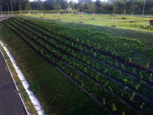 Travnatá stráň s rovnoměrně rozmístěnými vodorovnými řadami malých vysázených keřů, vlevo lemovaná dlážděnou cestou a v pozadí mladými stromky vysázenými v řadách na rovné ploše.