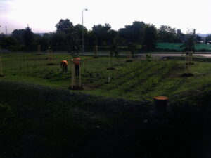 Osoba v oranžové vestě pracuje na travnatém poli a sází mladé stromky uspořádané v řadách. Stromky jsou podepřeny dřevěnými kůly a v pozadí je vidět silnice s auty a stromy.