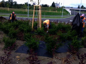 Tři pracovníci v oranžových bezpečnostních vestách se starají o rostliny a pokládají černou terénní textilii v kruhové zahradě u kruhového objezdu se silnicemi a zelení v pozadí.