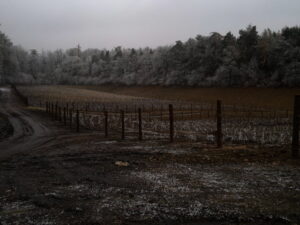 Vinice s holou révou za chladného, zamračeného dne. Země a sloupky plotu jsou lehce poprášené sněhem a promrzlé stromy lemují okraj pole pod šedivou oblohou.