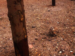 Pohled zblízka na kmeny stromů na kamenité, červenohnědé půdě s roztroušenými drobnými kameny a oblázky. Půda se zdá být suchá a neúrodná.