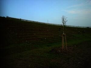 V popředí je mladý stromek podepřený dřevěnými kůly, v pozadí je svažitý terasovitý svah a několik lidí pod modrou oblohou.