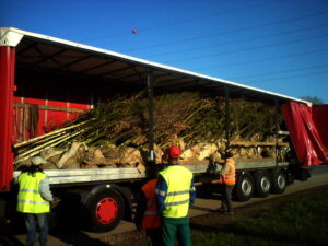 Velký červený náklaďák s otevřenou boční záclonou je naložen mnoha mladými stromky zabalenými do pytloviny. Několik dělníků v ochranných vestách a helmách stojí opodál a chystají se stromky vyložit. Obloha je jasná a modrá.