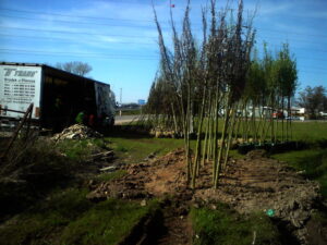 Několik mladých stromků s kořenovými baly zabalenými do pytloviny je seřazeno na travnaté ploše vedle polní cesty. Poblíž parkuje nákladní auto s otevřenými zadními dveřmi, na němž jsou vidět lidé vykládající další stromky.
