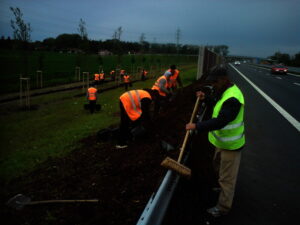 Pracovníci v oranžových a žlutých bezpečnostních vestách upravují a uklízejí podél dálnice, někteří sázejí a jiní zametají u svodidel pod zamračenou oblohou.