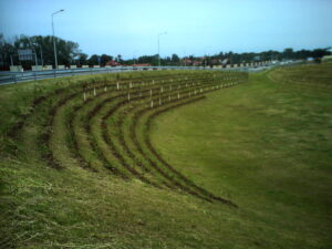 Řady mladých stromků vysázených v zakřivených řadách na travnatém náspu vedle silnice, v pozadí jsou vidět pouliční lampy a domy pod zataženou oblohou.