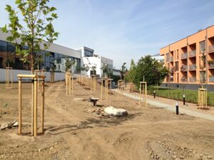 Několik mladých stromků podepřených dřevěnými kůly je vysazeno na prašné ploše v blízkosti moderních bytových domů. Podél stromů vede úzká cesta a obloha je jasná a slunečná.