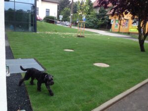 Černý pes se prochází po udržovaném travnatém trávníku poblíž moderní budovy, v pozadí jsou vidět stromy, ulice a několik domů.