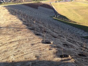 Mladé stromky jsou vysazeny v řadách na svažitém svahu pokrytém protierozní rohoží. V krajině jsou vidět otevřená pole, několik vzdálených vozidel a jasná obloha.