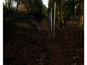 Úzká polní cesta vede zalesněným prostorem s vysokými kovovými sloupy rovnoměrně rozmístěnými po pravé straně; sluneční světlo proniká skrz stromy a vrhá stíny na zem.