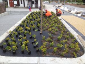 Tři dělníci v oranžových vestách sázejí malé keře na zahradním záhonu pokrytém černou látkou proti plevelu, obklopeném dlážděnými chodníky v městském venkovním prostředí poblíž moderních bytových komplexů.