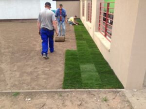 Tři muži pokládají vedle budovy role čerstvého drnu a zakrývají pruh holé půdy, aby podél budovy vytvořili zelený trávník.