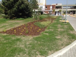 Upravený zahradní záhon s mladými rostlinami a mulčem se nachází vedle dlážděného chodníku a laviček na travnaté ploše poblíž moderních cihlových a betonových budov, v pozadí jsou stromy a nedaleké bytové komplexy.