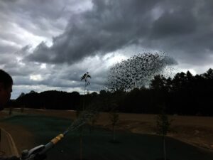 Osoba stříká proud tmavé tekutiny nebo mulče, pravděpodobně pro Hydroosev trávníky, na pole pod zamračenou oblohou, s malými stromky zasazenými v půdě a hustými stromy v pozadí.