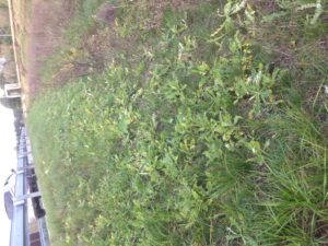 Na svažité krajnici s kovovým svodidlem a zaparkovanými auty vlevo roste trs divokých zelených rostlin a trávy, nedotčený chemickým ošetřením trávníku.