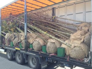 Přívěs nákladního auta naložený několika mladými stromky, každý s kořeny zabalenými do pytloviny a svázanými. Stromy jsou položeny vodorovně a jejich kmeny a větve se táhnou napříč přívěsem. Mezi nimi jsou umístěny zelené kbelíky.