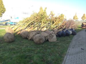 Skupina mladých stromků s kořenovými baly zabalenými do pytloviny leží na boku na trávě u dlážděné cesty, připravená k výsadbě na venkovní ploše pod jasnou oblohou.