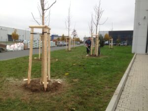 Osoba sází mladé stromky s dřevěnými podpěrami na travnaté ploše vedle chodníku a moderní budovy, v pozadí jsou auta a další stromy.