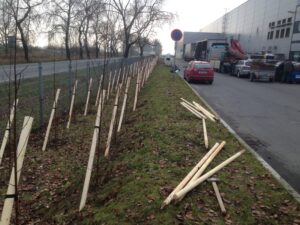 Mladé stromky podepřené dřevěnými kůly jsou vysazeny podél travnatého pásu vedle cesty a plotu. Poblíž parkuje několik osobních a nákladních aut a na zemi leží další dřevěné kůly.