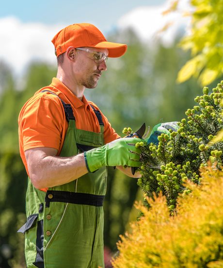 Muž v oranžové čepici, oranžové košili a zelené kombinéze stříhá na zahradě keř zahradnickými nůžkami. Na rukou má zelené rukavice a ochranné brýle a je obklopen zelení a žlutými rostlinami.