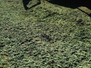 Detailní záběr hrubého, zeleného, strukturovaného povrchu - pravděpodobně nasekané siláže nebo trávy používané v hydroosevních trávnících - rozprostřeného a osvětleného slunečním světlem, s určitým stínem v horní části obrazu.